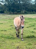1 en 2 jarige fjorden nw fotos, Dieren en Toebehoren, Ruin, 0 tot 2 jaar, Onbeleerd, Recreatiepony