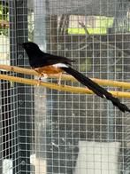 Schamalijster man, Dieren en Toebehoren, Mannelijk, Tropenvogel, Geringd