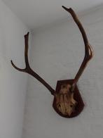 Antiek gewei edelhert hert 60*40 cm, Ophalen of Verzenden, Gebruikt, Hert, Gewei of Kop