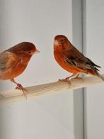 Kanarie rood agaat, Meerdere dieren, Kleurkanarie