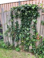 Hardhouten schuttingdelen, Tuin en Terras, Ophalen, Minder dan 3 meter, Hout, 1 tot 2 meter