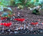 Red Ruby (Single | Double line) | Caridina garnalen, Dieren en Toebehoren, Vissen | Aquariumvissen, Zoetwatervis, Kreeft, Krab of Garnaal