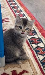 Kitten te koop, Dieren en Toebehoren, Katten en Kittens | Dekkaters