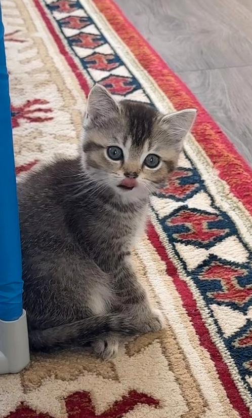 Kitten te koop, Dieren en Toebehoren, Katten en Kittens | Dekkaters