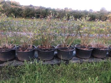 Blauwe bessenstruik te koop beschikbaar voor biedingen