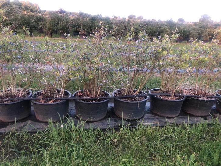 Blauwe bessenstruik te koop, Tuin en Terras, Planten | Struiken en Hagen, Struik, Overige soorten, 100 tot 250 cm, Ophalen of Verzenden