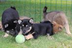 shiba inu pups, Nederland, 8 tot 15 weken, Meerdere, Meerdere dieren