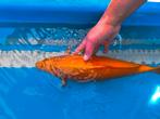 Nisai benigoi 50 cm momotaro, Karper of Koi