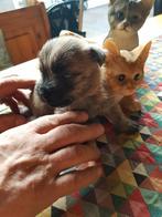 Cairn terrier puppies reutjes, Dieren en Toebehoren, Parvo, Overige rassen, 8 tot 15 weken, Meerdere