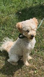 Toypoedel dekreu met ervaring., Rabiës (hondsdolheid), Reu, Eén hond, 3 tot 5 jaar