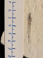 Vissen uit het Mioceen van Fortuna basin, Spanje, Verzamelen, Mineralen en Fossielen, Ophalen of Verzenden, Fossiel