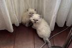 Ragdoll, Dieren en Toebehoren, Katten en Kittens | Raskatten | Langhaar, Kater, 0 tot 2 jaar