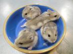 Tamme Russische dwerghamsters - Geboren op 26 maart!, Meerdere dieren, Hamster, Tam
