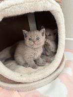 Britse korthaar kittens, Dieren en Toebehoren, Gechipt, 0 tot 2 jaar, Poes