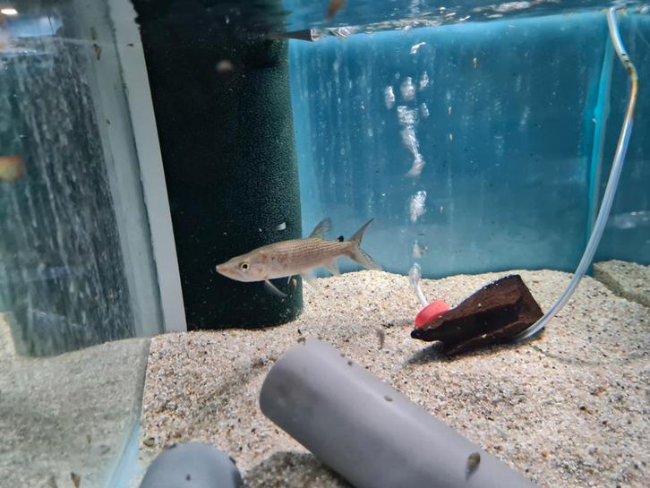 Hepsetus Odoe, snoek, Dieren en Toebehoren, Vissen | Aquariumvissen, Zoetwatervis, Vis