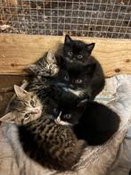 5 lieve boerderij kittens, Dieren en Toebehoren, Katten en Kittens | Overige Katten, Meerdere dieren, Kortharig, 0 tot 2 jaar