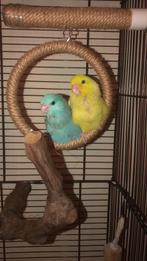 Twee kerngezonde en tamme dwergpapegaaitjes, Dieren en Toebehoren, Meerdere dieren, Tam