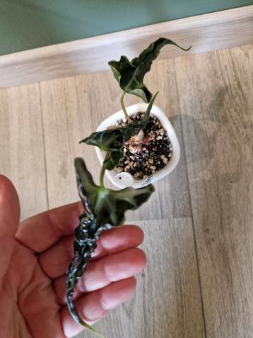 Alocasia Loco beschikbaar voor biedingen