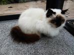 Heilige Birmaan met stamboom, Dieren en Toebehoren, Katten en Kittens | Raskatten | Langhaar, Poes, Met stamboom