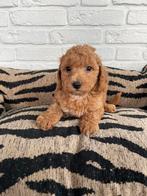 Malitpoo pups, maltezer, toy poedel, Dieren en Toebehoren, Honden | Chihuahua's en Gezelschapshonden, Nederland, Overige rassen