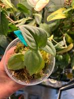 Scindapsus silver hero, plantjes uit wetstick, Huis en Inrichting, Kamerplanten, Ophalen of Verzenden, Halfschaduw, Minder dan 100 cm