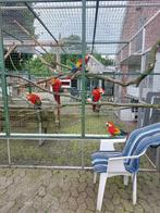 jonge ara.s, Meerdere dieren, Papegaai, Geringd