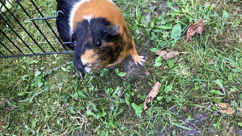 Vakantie oppas kleine huisdieren, Dieren en Toebehoren, Knaagdieren, Meerdere dieren, Overige typen, Tam