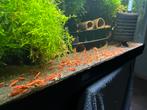 Hoge kwaliteit vuurgarnalen / aquariumvissen, Dieren en Toebehoren, Vissen | Aquariumvissen, Kreeft, Krab of Garnaal, Zoetwatervis