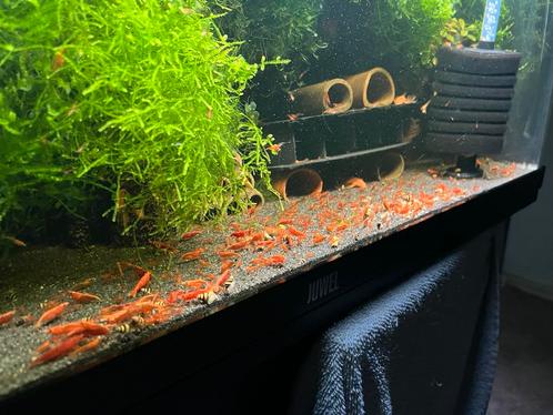 Hoge kwaliteit vuurgarnalen / aquariumvissen, Dieren en Toebehoren, Vissen | Aquariumvissen, Zoetwatervis, Kreeft, Krab of Garnaal