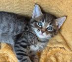 Super lieve kittens, kruising maine coon, Dieren en Toebehoren, Katten en Kittens | Raskatten | Langhaar, Meerdere dieren, Gechipt