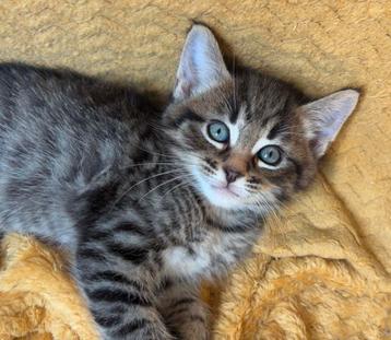 Super lieve kittens, kruising maine coon beschikbaar voor biedingen