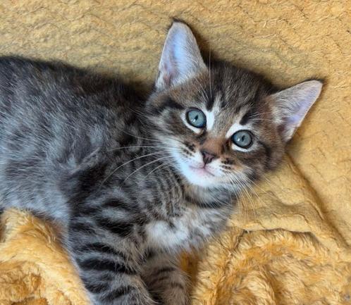 Super lieve kittens, kruising maine coon, Dieren en Toebehoren, Katten en Kittens | Raskatten | Langhaar, Meerdere dieren, 0 tot 2 jaar