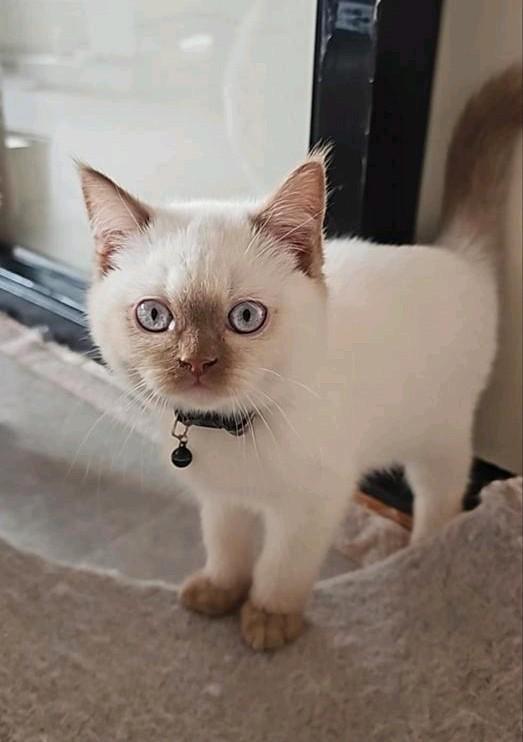 britse korthaar kittens kids gewend met stamboom mogen ver🏠, Dieren en Toebehoren, Katten en Kittens | Raskatten | Korthaar, Meerdere dieren