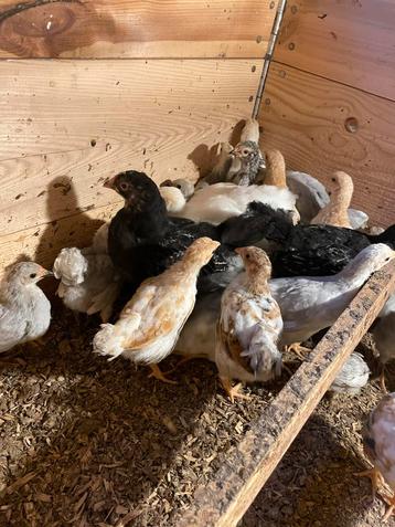 Kuikens en kippen Wyandottes barnavelders ayam cemani beschikbaar voor biedingen
