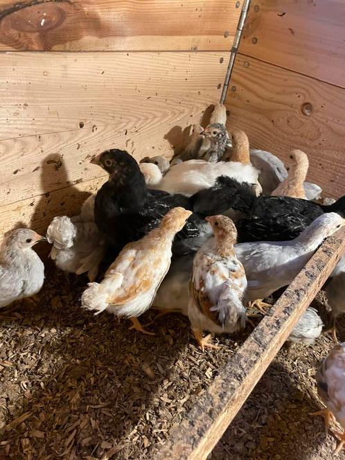 Kuikens en kippen Wyandottes barnavelders ayam cemani, Dieren en Toebehoren, Pluimvee, Kip, Meerdere dieren