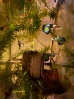 🐉🐟🟢Green dragon dumbo ear halfmoon gup,guppy,guppen, Dieren en Toebehoren, Vissen | Aquariumvissen, Vis, Zoetwatervis