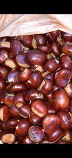 Eetbare kastanjes, Ophalen