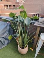 Paradijsvogel plant zoekt nieuw paradijs, Tuin en Terras, Ophalen, Overige soorten, Volle zon