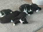 Huis gezocht voor lieve kittens, Dieren en Toebehoren, Poes, Kortharig, 0 tot 2 jaar