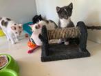 Hele mooie boerderijkittens €50,-, Dieren en Toebehoren, Katten en Kittens | Overige Katten, Meerdere dieren, Kortharig, 0 tot 2 jaar