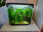 Superfish home 40, Dieren en Toebehoren, Vissen | Aquaria en Toebehoren, Ophalen, Zo goed als nieuw, Gevuld zoetwateraquarium