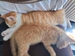 Prachtige en lief kittens zoek een baasje, Dieren en Toebehoren, Katten en Kittens | Overige Katten