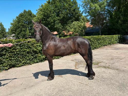 4 jarige friese ruin, Dieren en Toebehoren, Paarden, Ruin