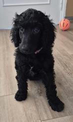 Schitterende zwarte koningspoedel pup, 8 tot 15 weken, Meerdere, Meerdere dieren, CDV (hondenziekte)