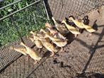Jonge loopeenden, Dieren en Toebehoren, Pluimvee, Meerdere dieren, Eend