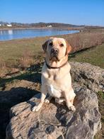 Labrador dekreu aangeboden, Dieren en Toebehoren, Honden | Dekreuen, Reu, 1 tot 2 jaar, Eén hond, Nederland