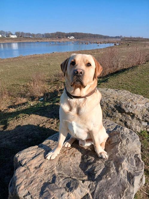 Labrador dekreu aangeboden, Dieren en Toebehoren, Honden | Dekreuen, Reu, Particulier, Eén hond, Nederland, 1 tot 2 jaar