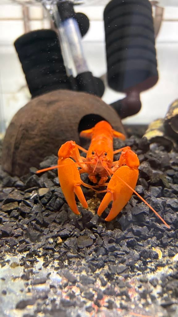 Cherax Boesemani oranje, Dieren en Toebehoren, Kreeft, Krab of Garnaal