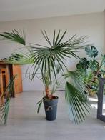Palmboom - Trachycarpus Fortunei - Palm Tree 150cm - Tropic, Palm, 150 tot 200 cm, Ophalen of Verzenden, Halfschaduw