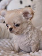 Mooie langharige mini chihuahua puppy's, Dieren en Toebehoren, Honden | Chihuahua's en Gezelschapshonden, Rabiës (hondsdolheid)